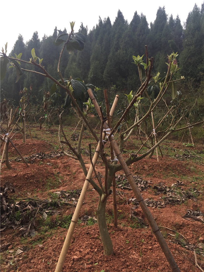 我公司植保团队老师再次来到德阳生态农业基地进行售后跟踪指导