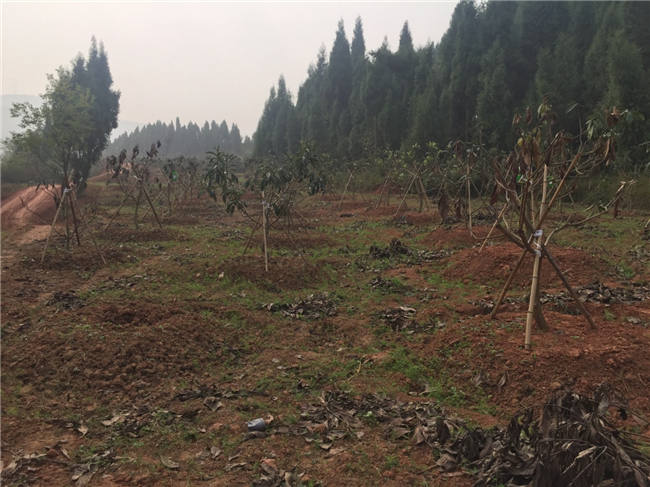 我公司植保团队老师再次来到德阳生态农业基地进行售后跟踪指导