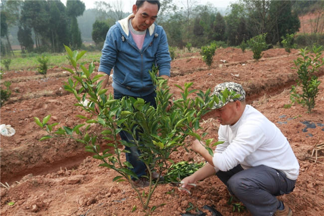 我公司植保团队老师再次来到德阳生态农业基地进行售后跟踪指导